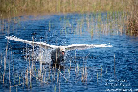Swan Kemeri National Park Latvia. Tamron 600mm