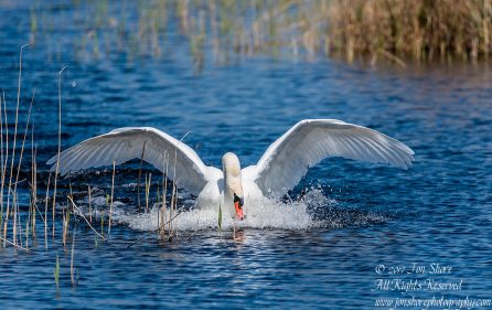 Swan Kemeri National Park Latvia. Tamron 600mm