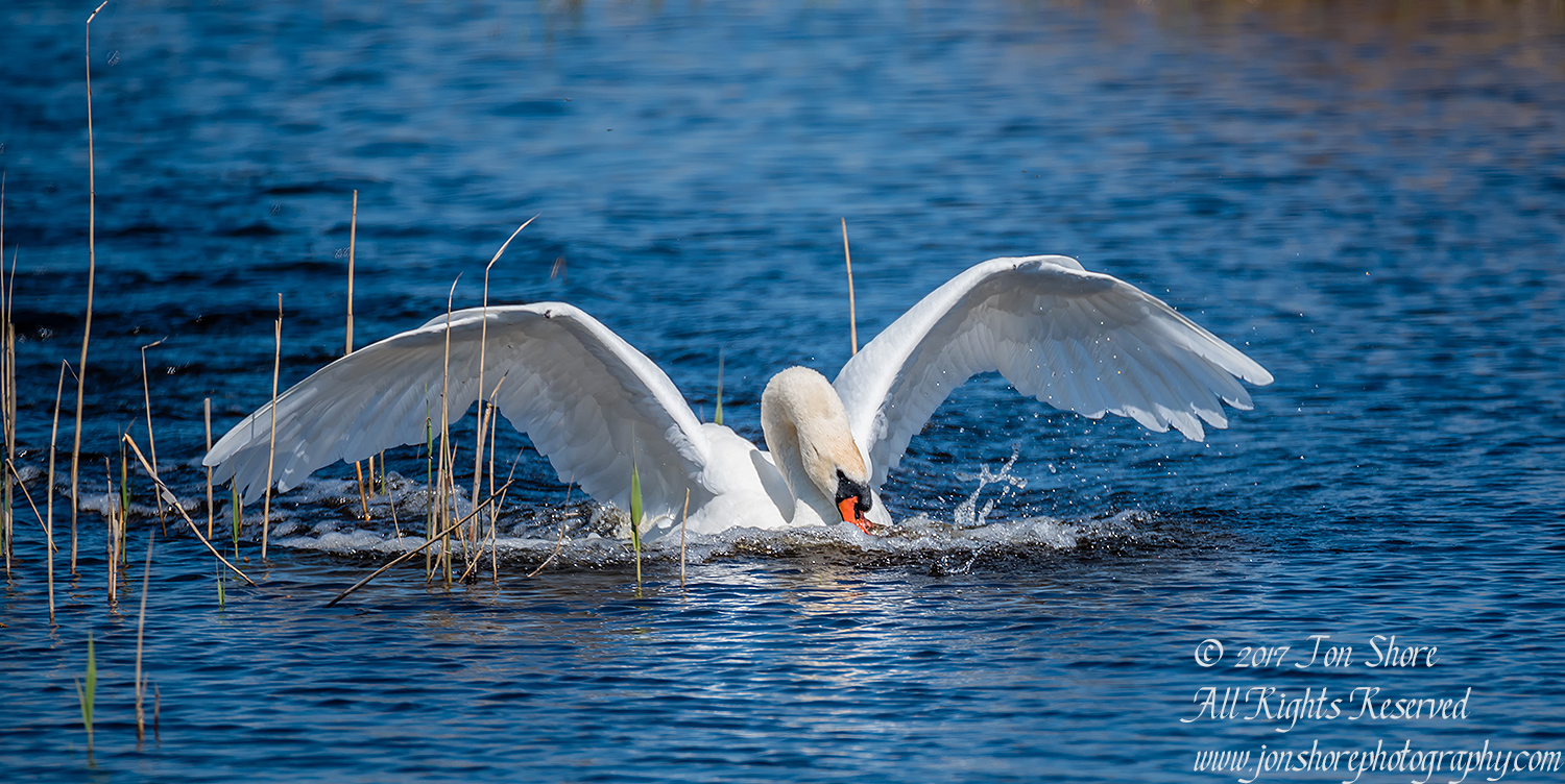 Swan Kemeri National Park Latvia. Tamron 600mm
