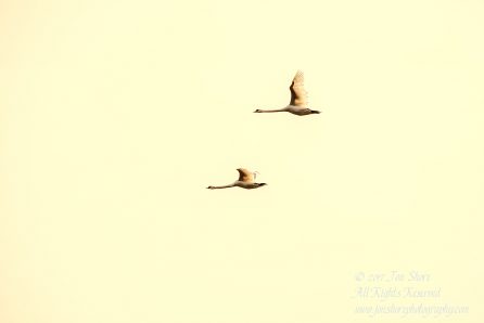 Swans Flying. Tamron 600mm