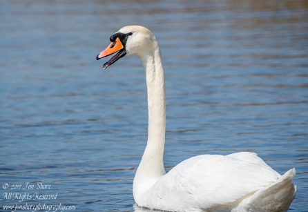Swan Kemeri National Park Latvia. Tamron 600mm