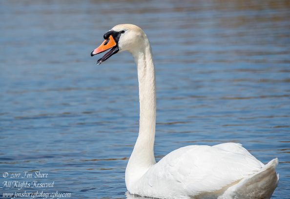 Swan Kemeri National Park Latvia. Tamron 600mm