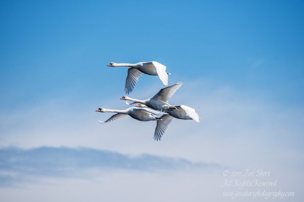 Swans Flying. Tamron 600mm
