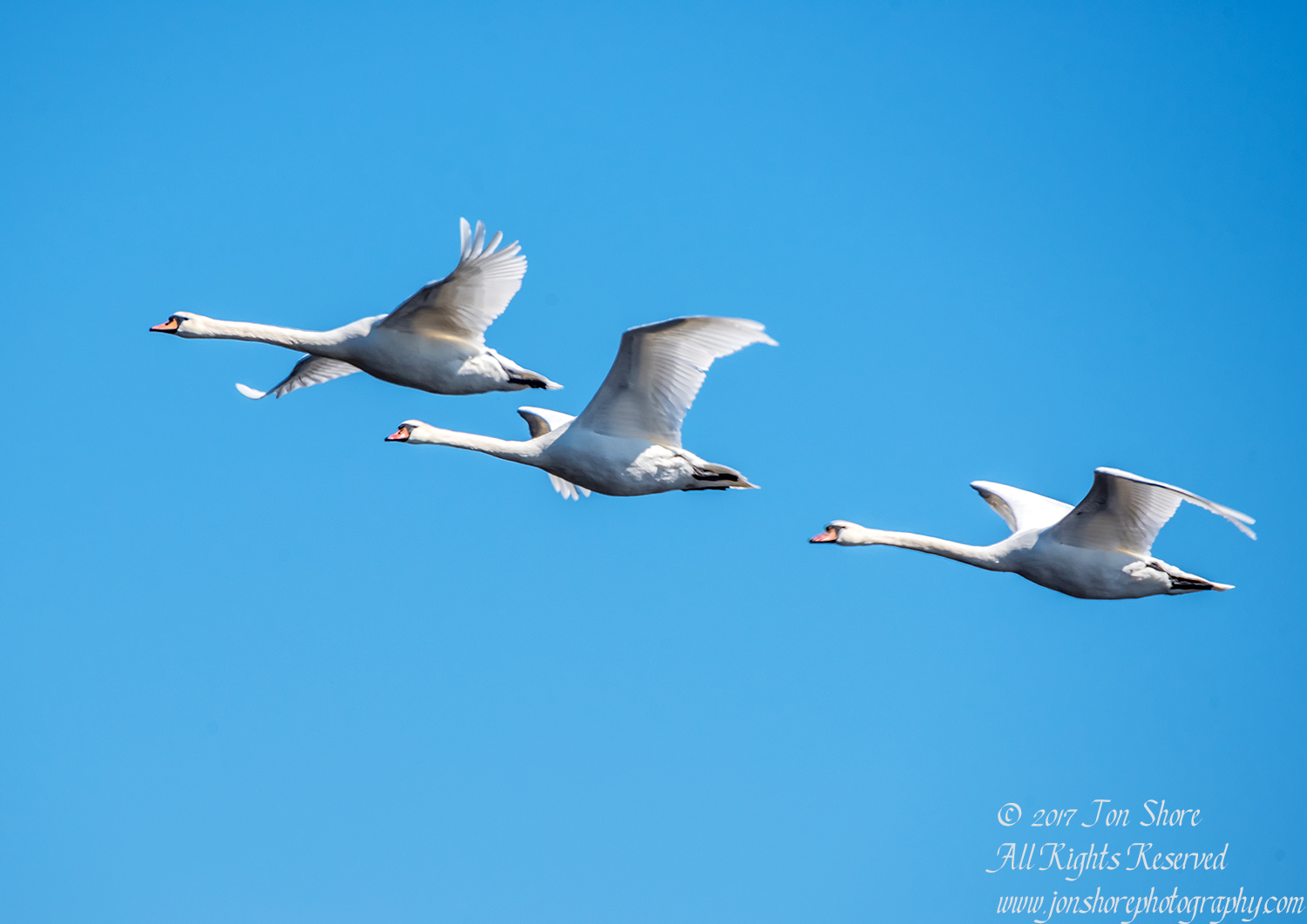 Swans Flying. Tamron 600mm