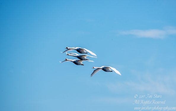 Swans Flying. Tamron 600mm
