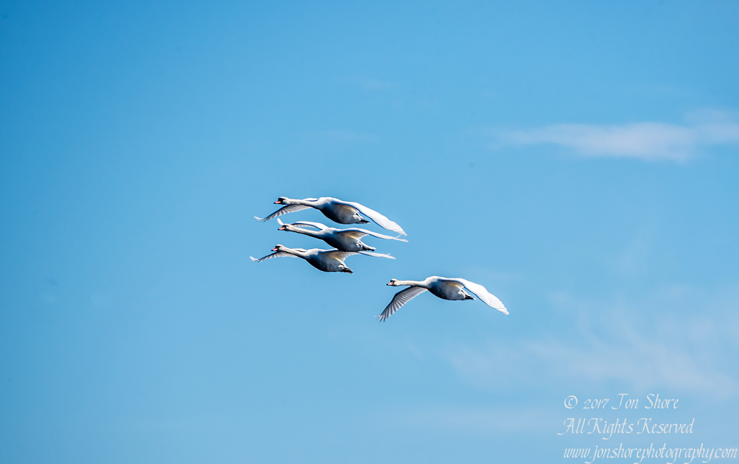 Swans Flying. Tamron 600mm