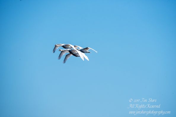 Swans Flying. Tamron 600mm