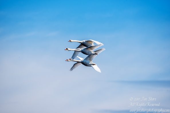 Swans Flying. Tamron 600mm