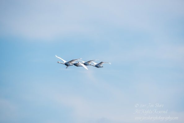 Swans Flying. Tamron 600mm