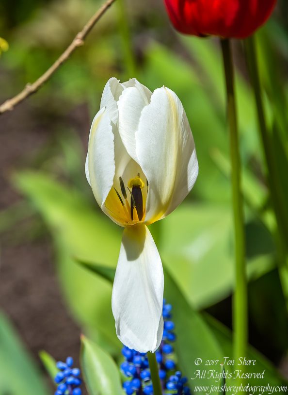 Tulip Macro. Nikkor 300mm
