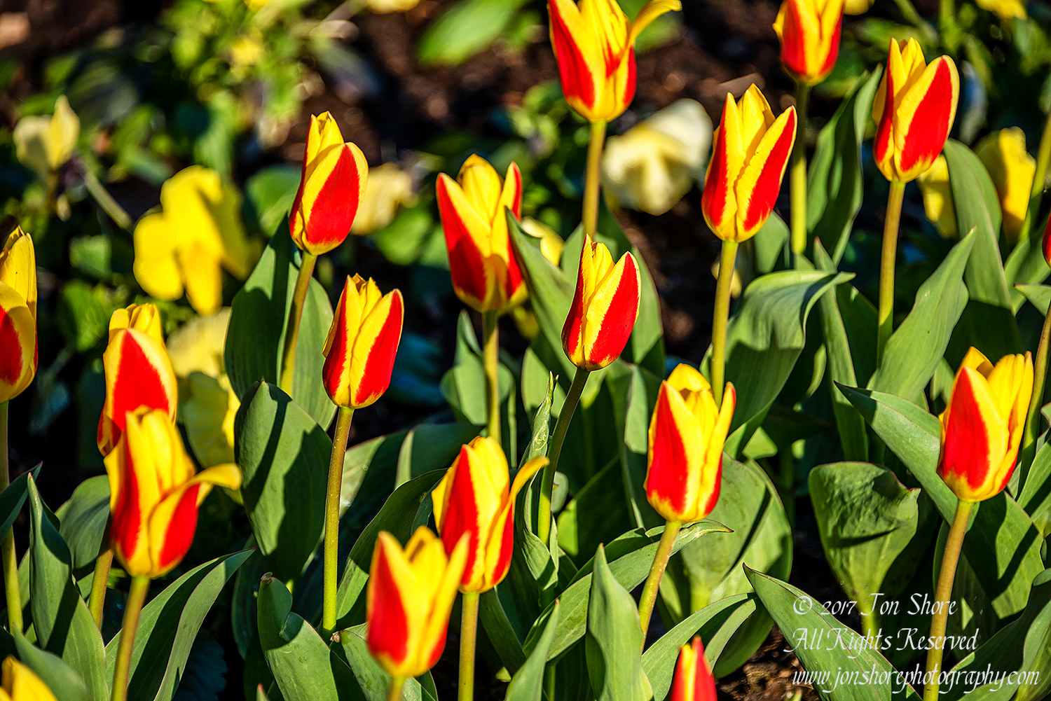 Tulips Riga Latvia Spring 2017. Nikkor 300mm