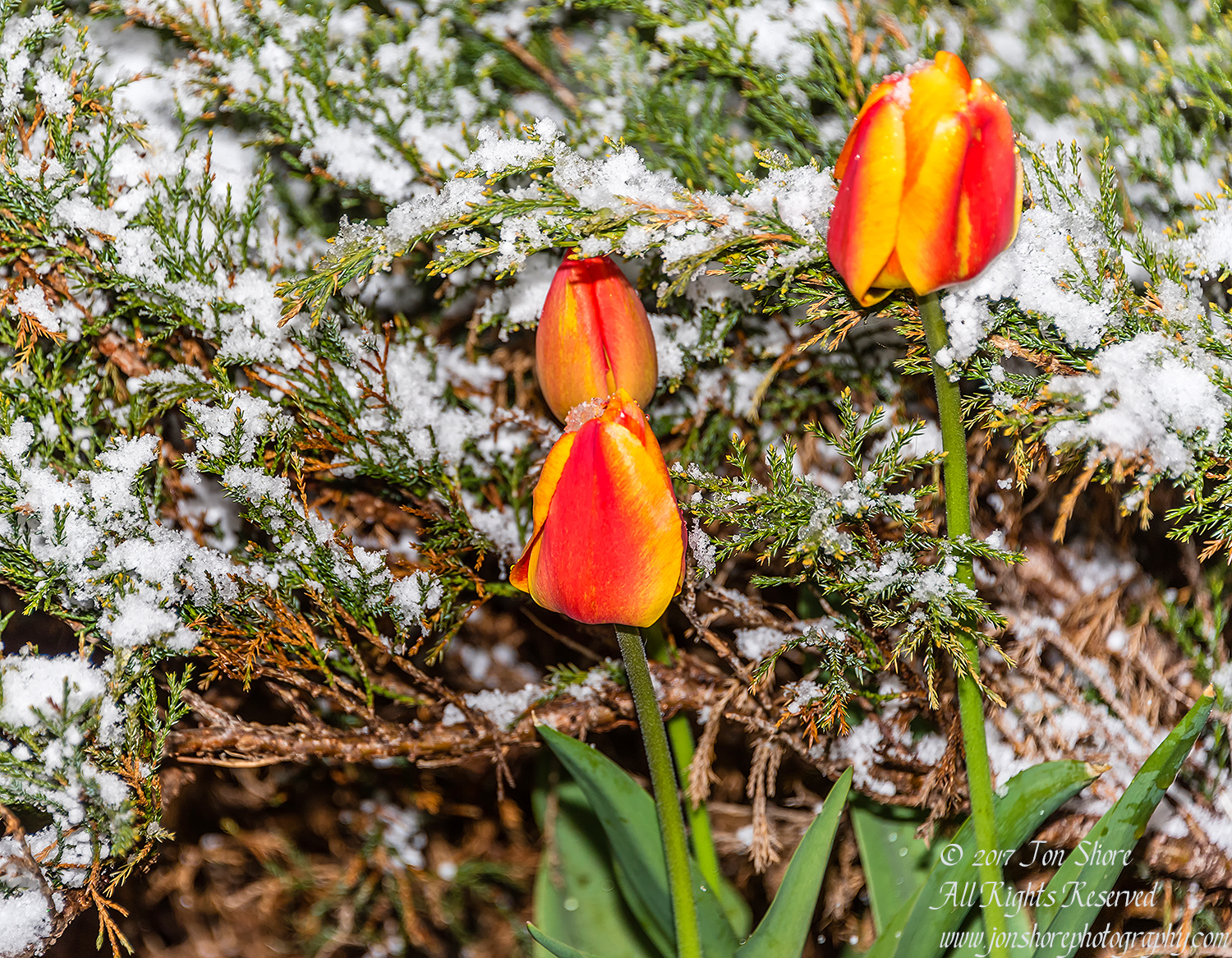 Spring Tulips in snow. Nikkor 300mm