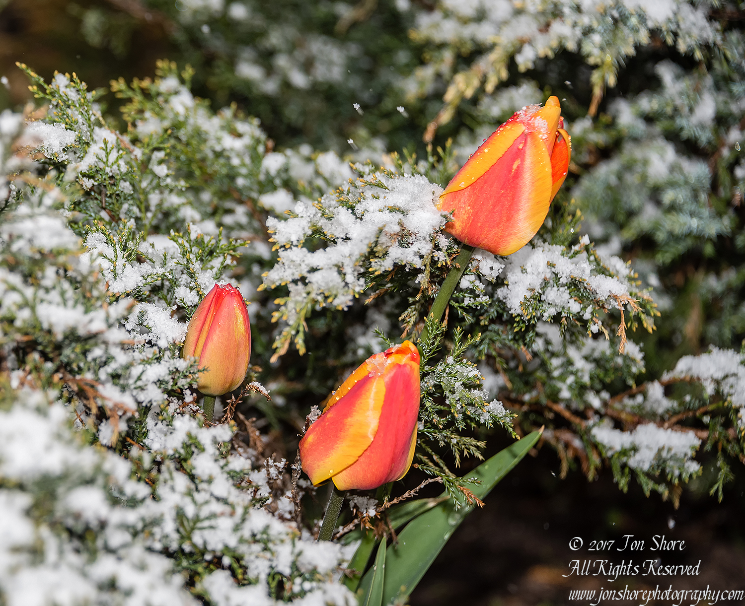 Spring Flowers in snow in Riga Latvia. Nikkor 300mm