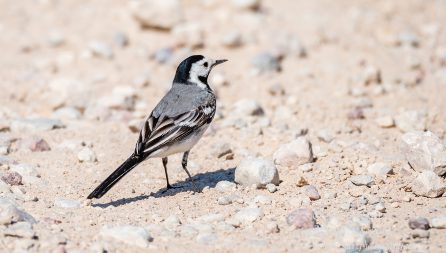 Wagtail. Tamron 600mm