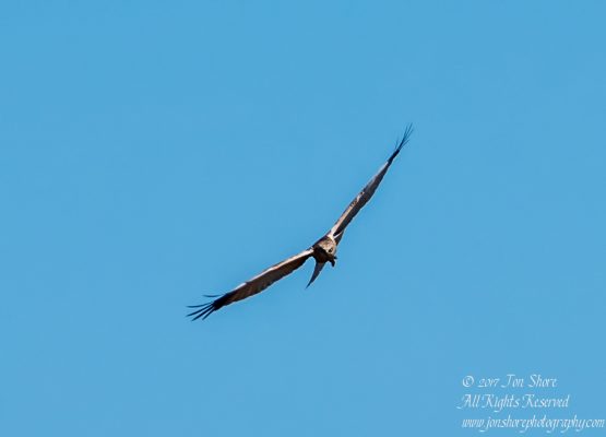 Western Marsh Harrier Kemeri National Park Latvia Spring 2017. Tamron 600mm