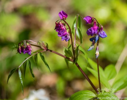 Bitter Vetchling Kemeri National Park Latvia Spring. Tamron 90mm Macro