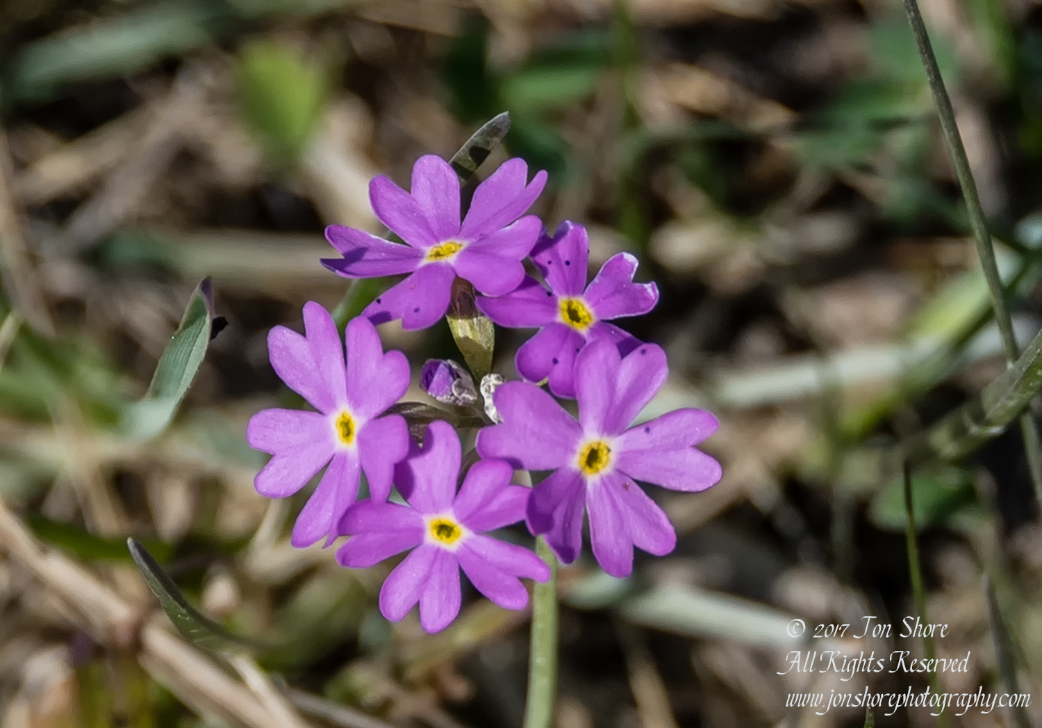 Wildflower Kemeri National Park Latvia Spring 2017. Nikkor 300mm