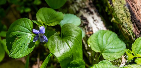 Wildflower Kemeri National Park Latvia Spring 2017. Nikkor 300mm