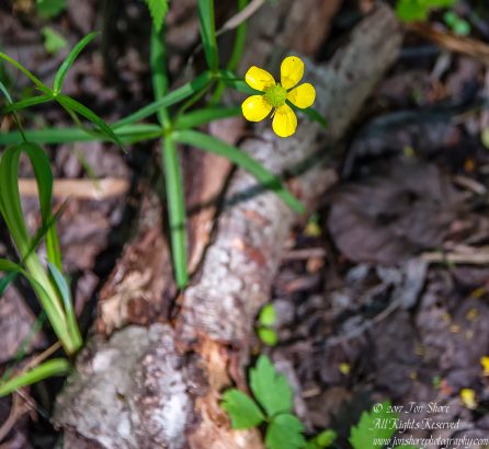 Wildflower Kemeri National Park Latvia Spring 2017. Nikkor 300mm