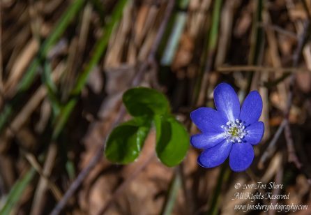 Spring Wildflower. Tamron 90mm Macro