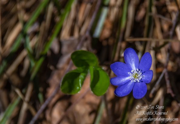 Spring Wildflower. Tamron 90mm Macro