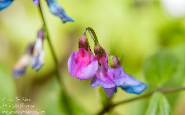 Bitter Vetchling Kemeri National Park Latvia Spring. Tamron 90mm Macro