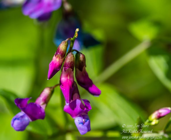 Bitter Vetchling Kemeri National Park Latvia Spring. Tamron 90mm Macro