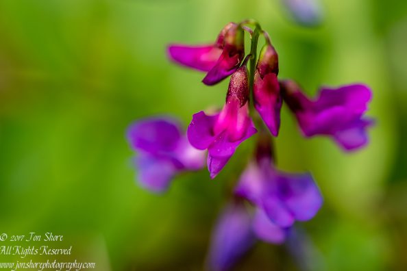 Bitter Vetchling Kemeri National Park Latvia Spring. Tamron 90mm Macro