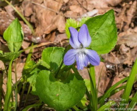 Wildflowers Kemeri Latvia Spring 2017