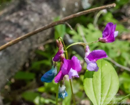 Bitter Vetchling Kemeri National Park Latvia Spring. Tamron 90mm Macro