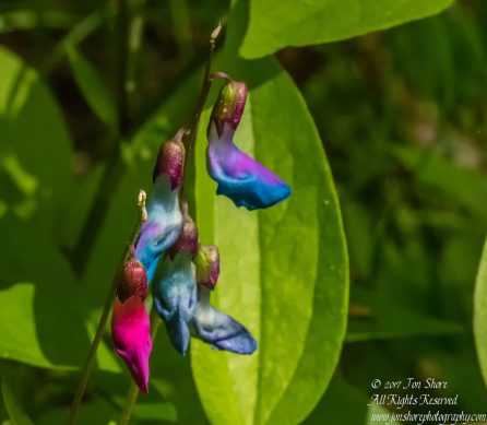 Bitter Vetchling Kemeri National Park Latvia Spring. Tamron 90mm Macro