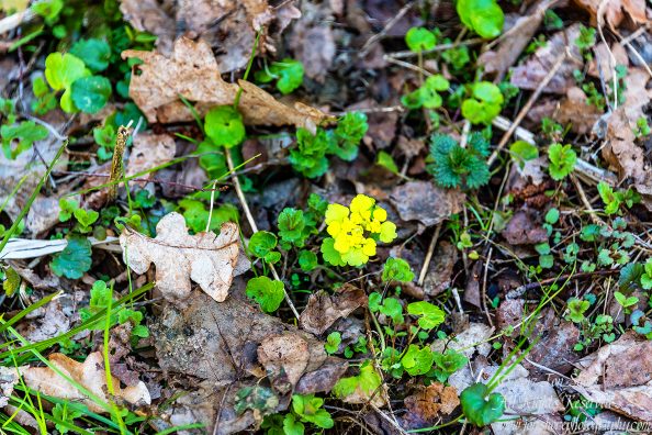 Spring Wildflowers Latvia. Nikkor 300mm