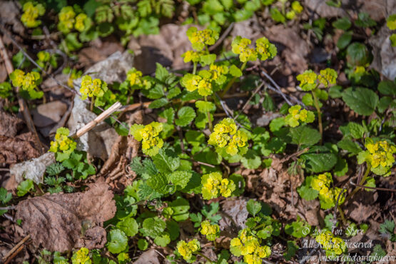 Spring Wildflowers Latvia. Nikkor 300mm