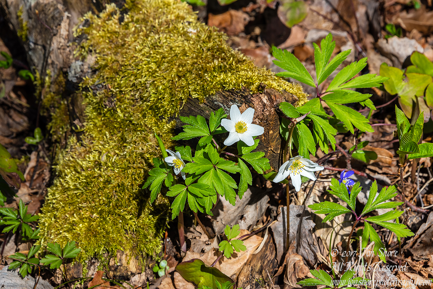 Spring Wildflowers Latvia. Nikkor 300mm