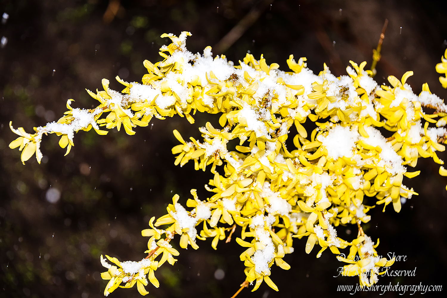 Spring Flowers in snow in Riga Latvia. Nikkor 300mm