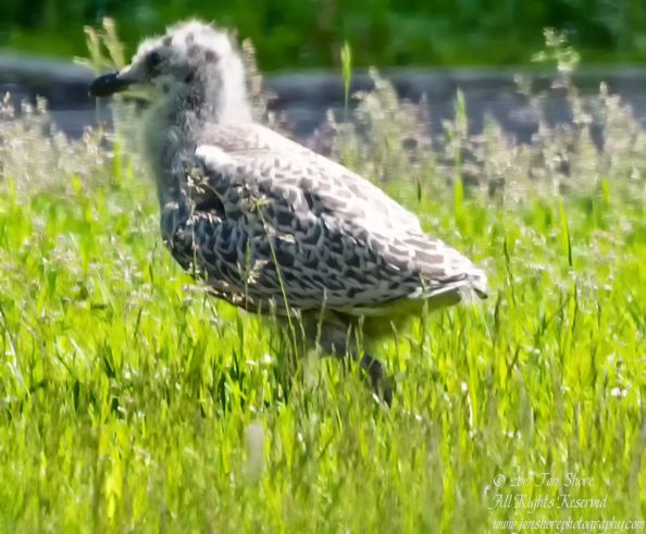Baby Seagull Latvia June 2017 by Jon Shore. Nikkor 300mm