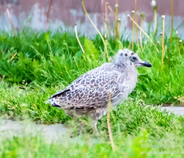 Baby Seagull Latvia June 2017 by Jon Shore. Nikkor 300mm