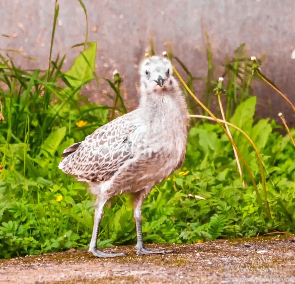 Baby Seagull Latvia June 2017 by Jon Shore. Nikkor 300mm