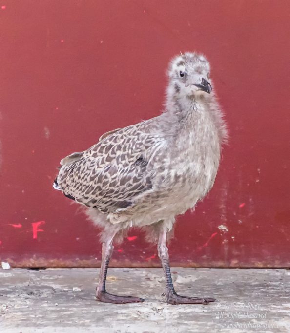 Baby Seagull Latvia June 2017 by Jon Shore. Nikkor 300mm