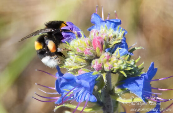 Bee and flower macro. Nikkor 300mm