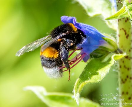 Bee and flower macro. Nikkor 300mm