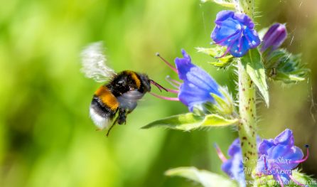 Bee and flower macro. Nikkor 300mm