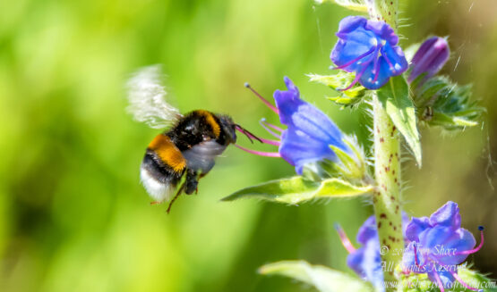 Bee and flower macro. Nikkor 300mm