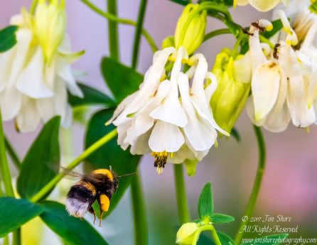Bee in Flower Zolitude Latvia June 2017 by Jon Shore. Nikkor 300mm