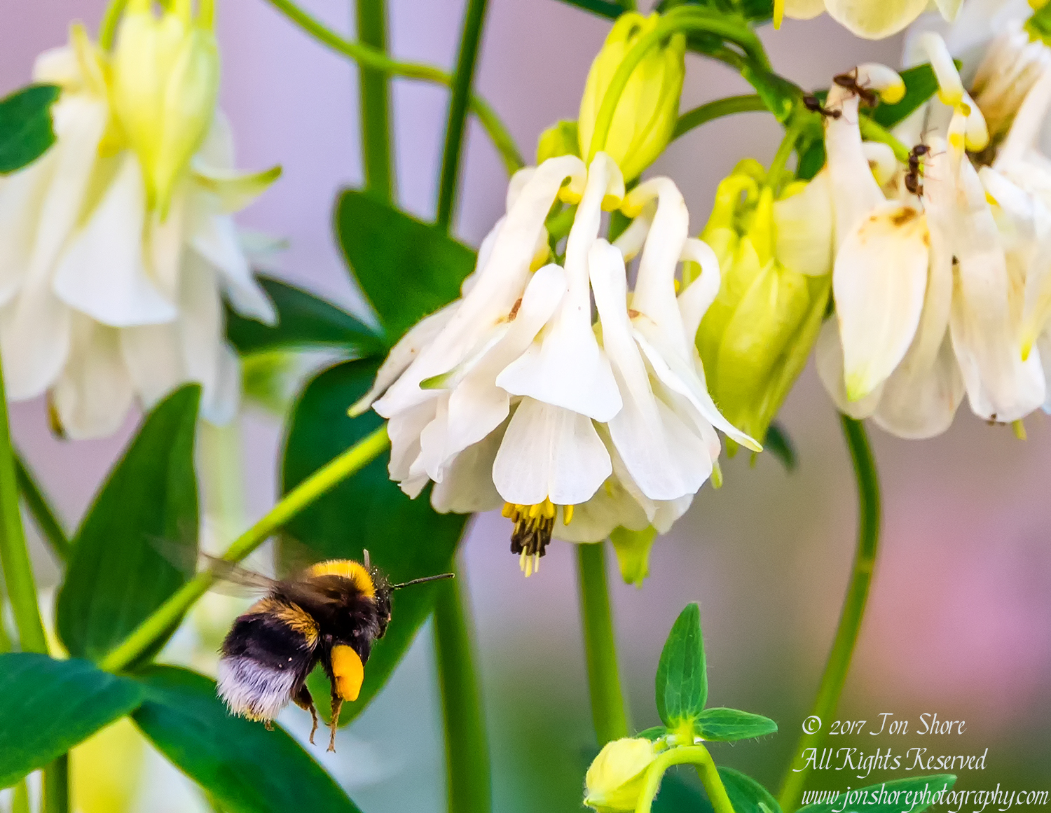 Bee in Flower Zolitude Latvia June 2017 by Jon Shore. Nikkor 300mm