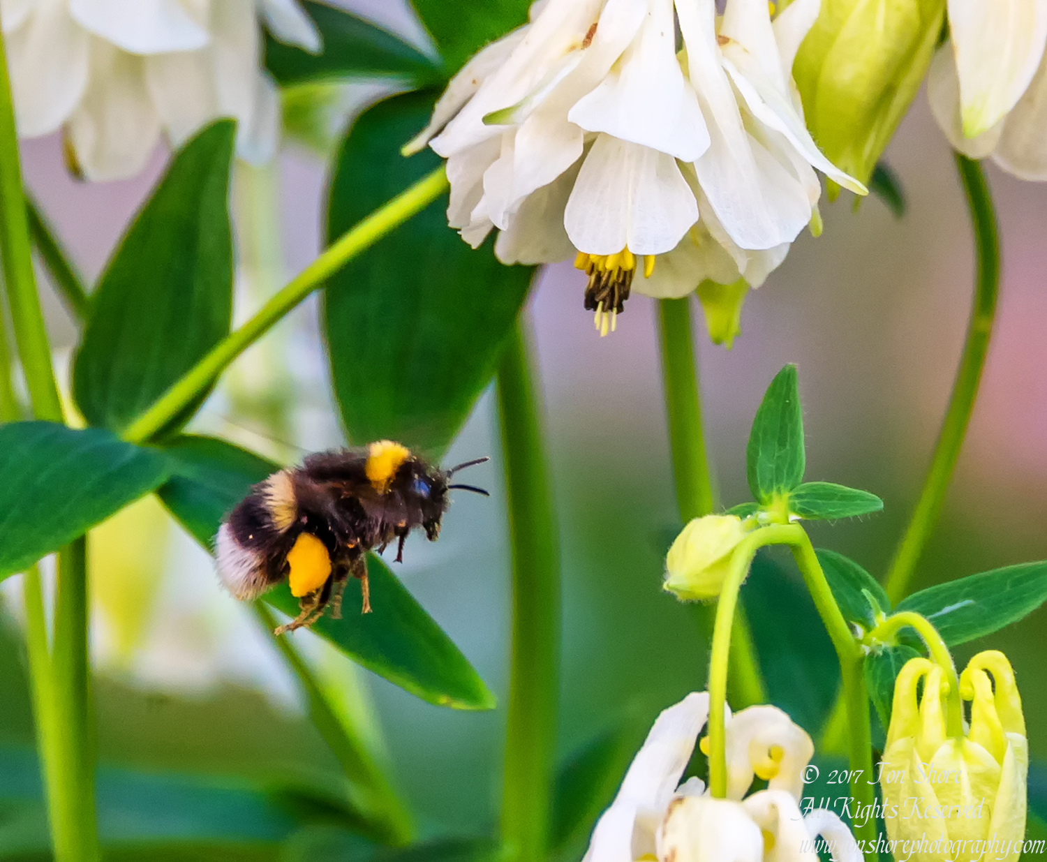 Bee in Flower Zolitude Latvia June 2017 by Jon Shore. Nikkor 300mm