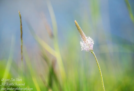 Bright wildflower and background Kemeri National Park Latvia Spring 2017 by Jon Shore. Nikkor 300mm
