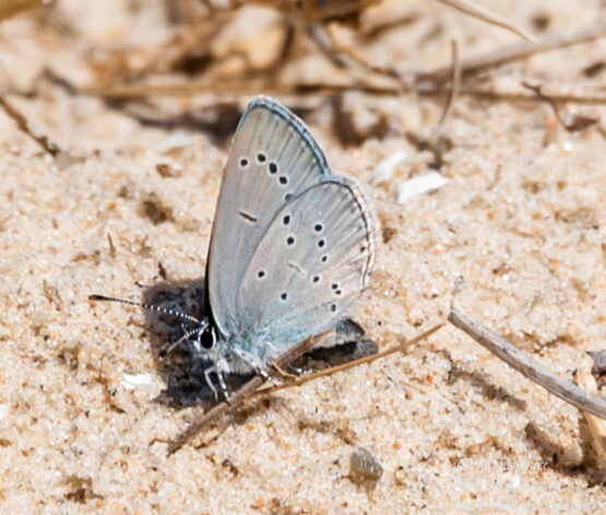 Butterfly macro. Nikkor 300mm