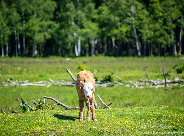 Wild calf Engure Lake Meadow Latvia June 2017 by Jon Shore. Nikkor 300mm