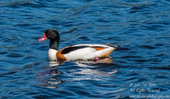 Common Shelduck Jurmala Latvia. Nikkor 300mm